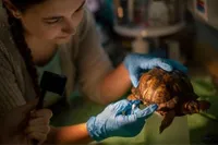 A Biology alumni who started her own wildlife non-profit taking care of a hurt turtle 