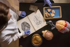 An overhead view shows two people in lab coats and gloves gathered around a table containing models and illustrations of the human brain.