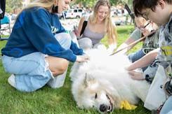 A large, fluffy therapy dog lies on the campus lawn, happily being petted by three students.