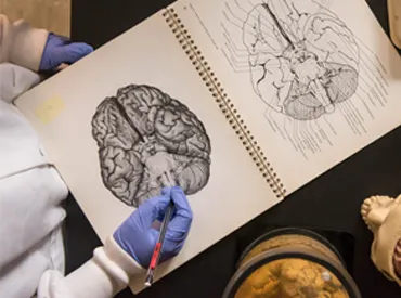 Hands in latex gloves point at an illustration of the human brain in a large textbook