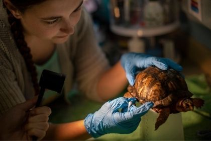 A Biology alumni who started her own wildlife non-profit taking care of a hurt turtle