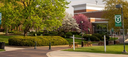 Trees bloom on the campus quad, casting dappled light on the sidewalks shortly after sunrise.
