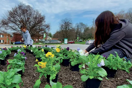 Two college students kneel in a flower bed on campus, planting rows of colorful pansies.
