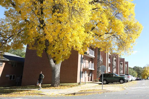 A tree bursts with yellow fall foliage in front of a residence hall on campus